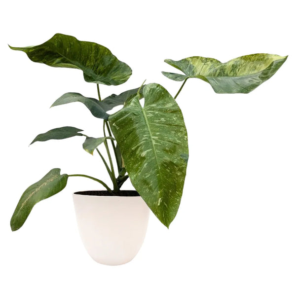 Philodendron giganteum variegato H. 60 cm