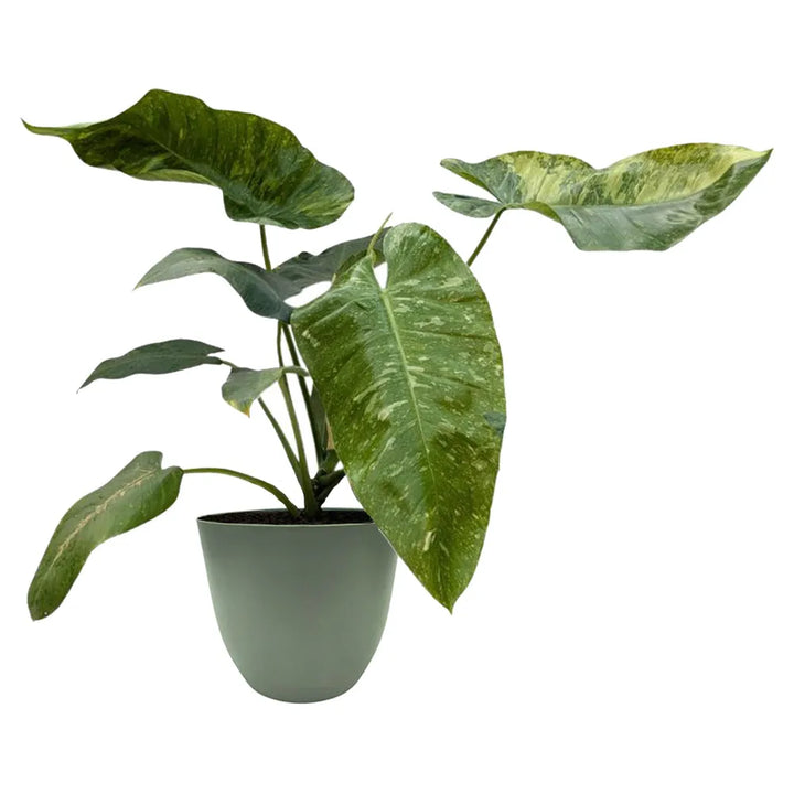 Philodendron Giganteum Variegato - esemplare in vaso verde rosmarino, con foglie ampie e chiare