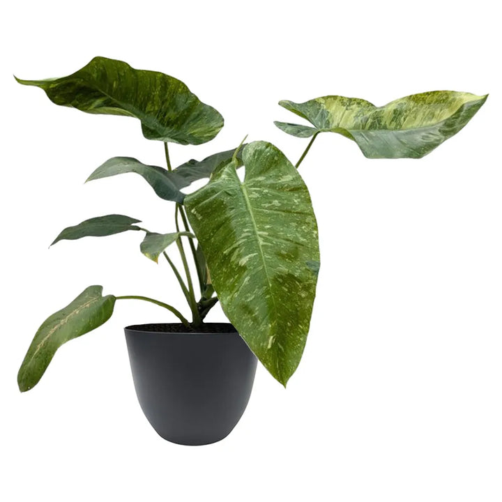 Philodendron Giganteum Variegato - dettaglio foglie variegate in vaso antracite