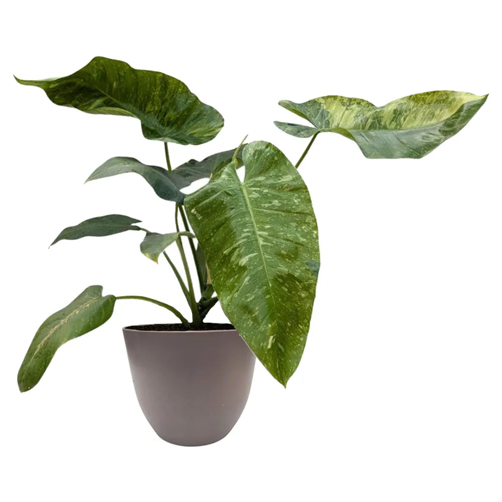 Philodendron Giganteum Variegato - pianta ornamentale in vaso color tortora