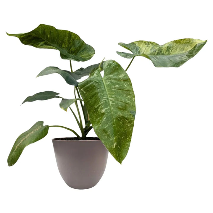 Philodendron Giganteum Variegato - pianta ornamentale in vaso color tortora