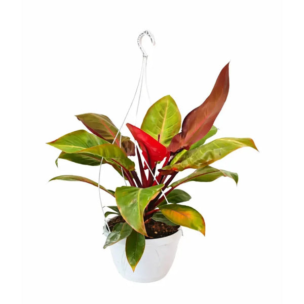 Philodendron panier orange D.21 H.65 cm