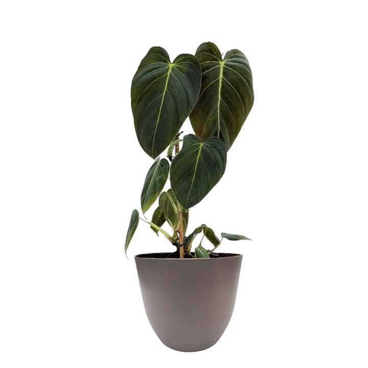 Philodendron Melanochrysum - dettaglio delle foglie vellutate e venature dorate
