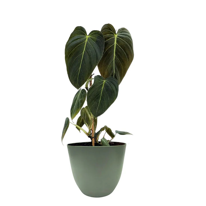 Philodendron Melanochrysum in vaso - vista laterale della pianta da interno