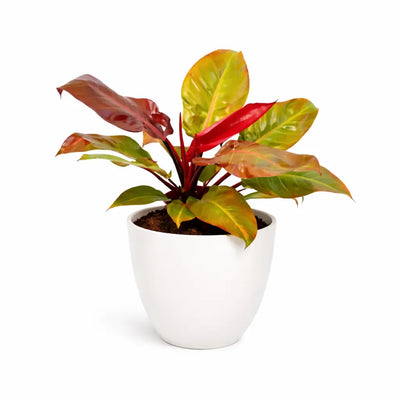 Philodendron orange D.19 H.65 cm