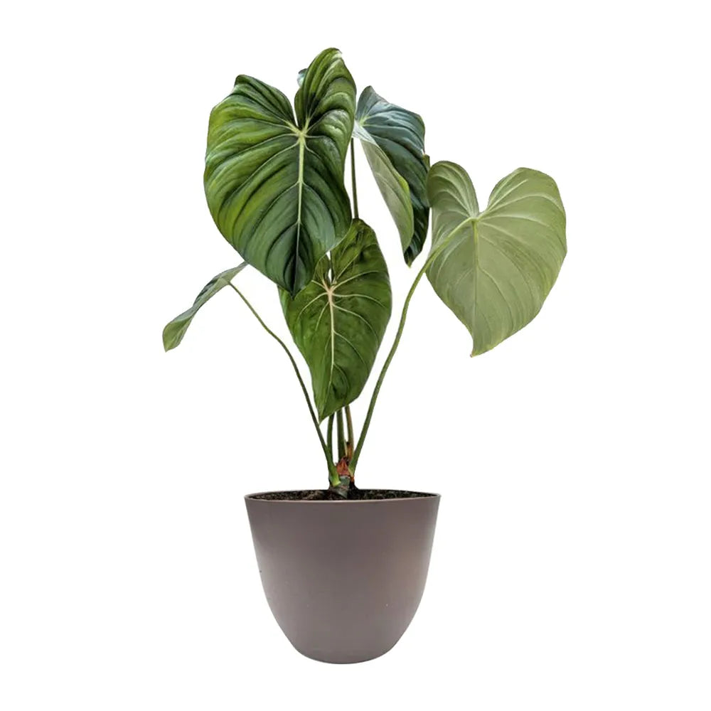 Philodendron Pastazanum - pianta con foglie vellutate in vaso tortora