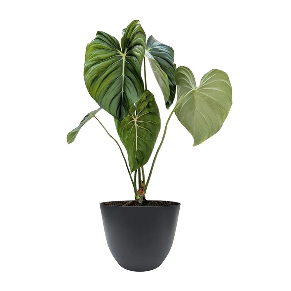 Philodendron Pastazanum - pianta ornamentale in vaso antracite