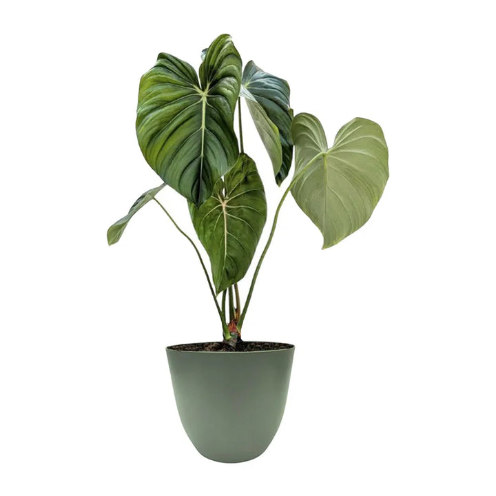 Philodendron Pastazanum - pianta da interno in vaso verde rosmarino