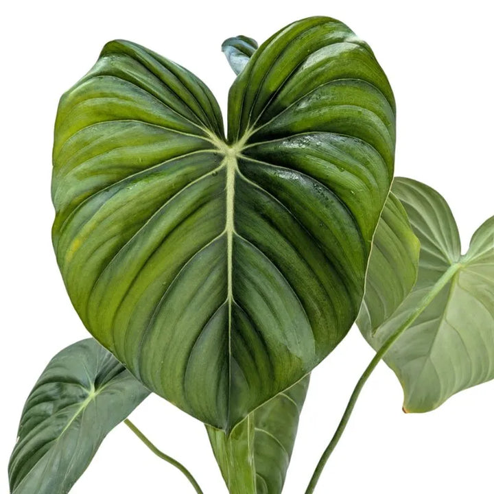 Philodendron Pastazanum - dettaglio ravvicinato di una foglia grande e vellutata