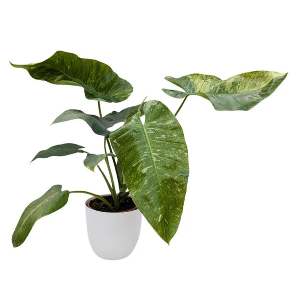 Philodendron giganteum variegato D.19 cm