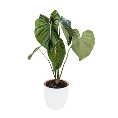 Philodendron pastazanum D.19 cm