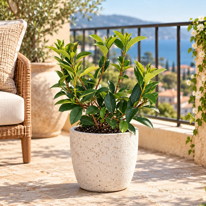 Photinia fraseri Red in vaso decorativo su un terrazzo soleggiato