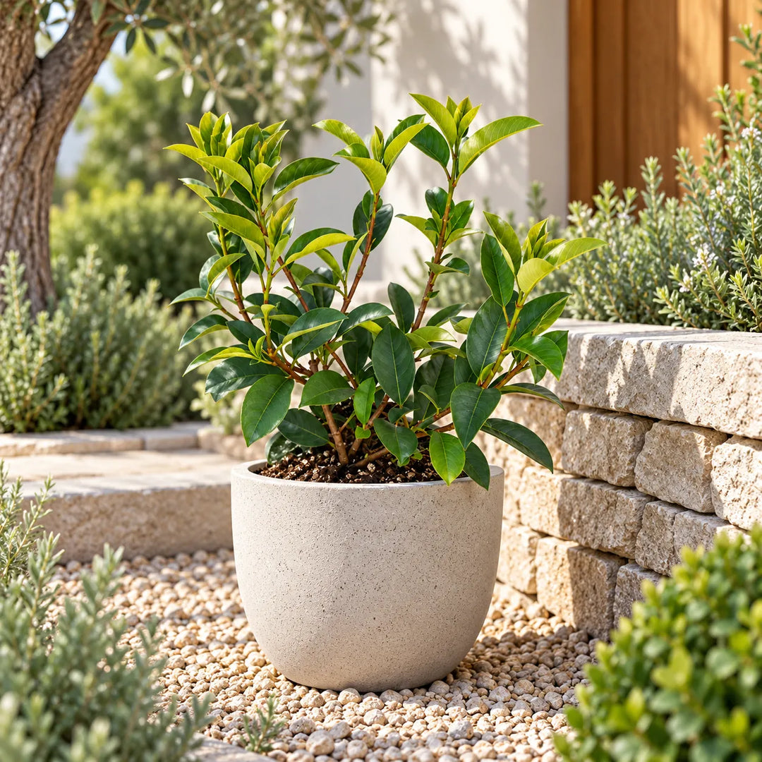 Photinia fraseri Red in vaso decorativo ambientata in giardino