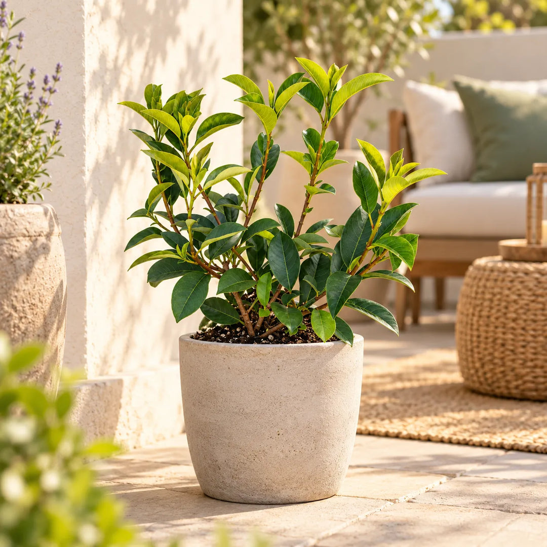 Photinia fraseri Red in vaso sul terrazzo, foglie verdi e nuovi germogli rossi