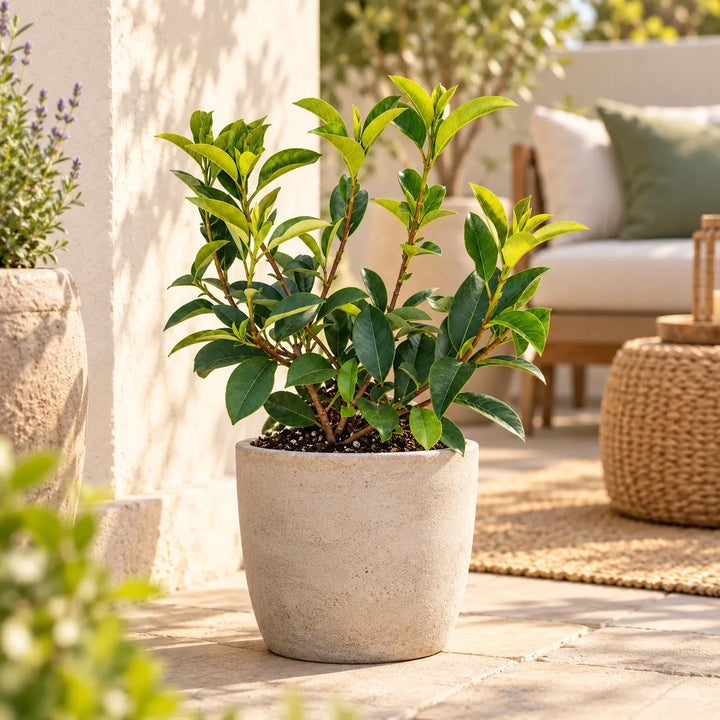 Photinia fraseri Red in vaso sul terrazzo, foglie verdi e nuovi germogli rossi