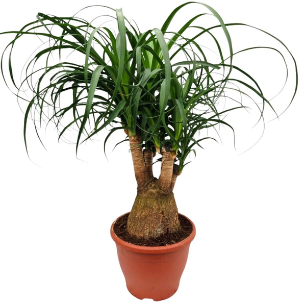 Beaucarnea recurvata height 55 cm