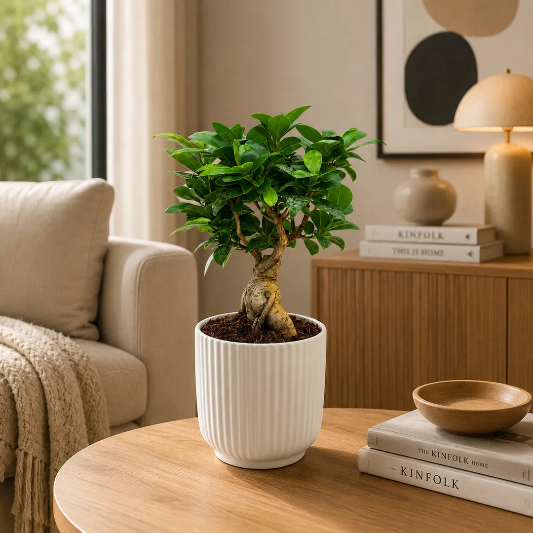 Bonsai Ficus Ginseng in vaso Pitti bianco posizionato su tavolo rotondo in soggiorno luminoso dal design moderno.