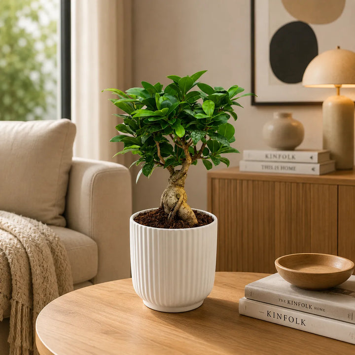 Bonsai Ficus Ginseng in vaso Pitti bianco posizionato su tavolo rotondo in soggiorno luminoso dal design moderno.