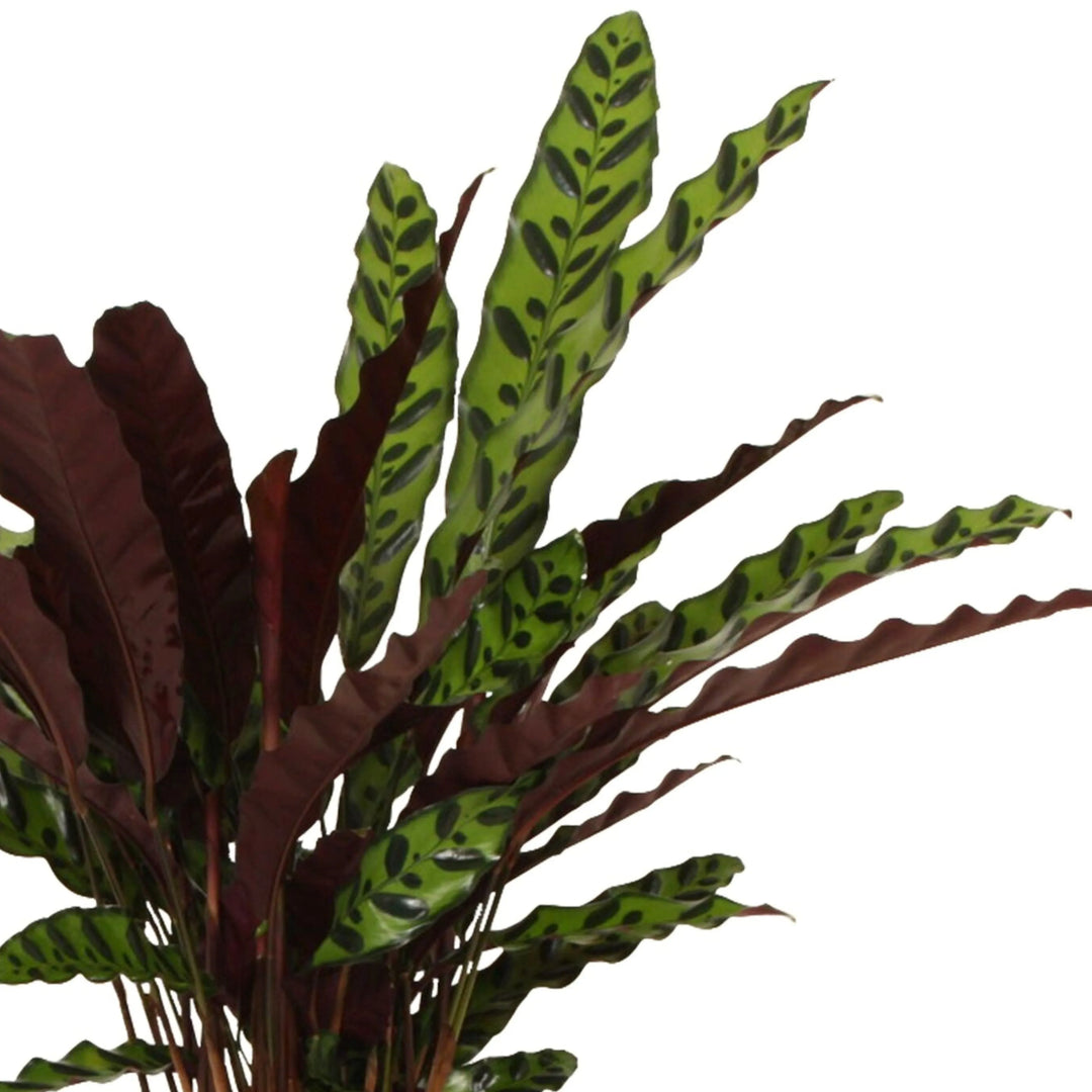Calathea Lancifolia - vista ravvicinata delle foglie con disegni verdi scuri e retro viola