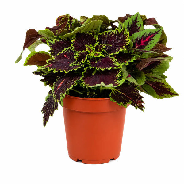Coleus Farbmix D.14 H.25 cm