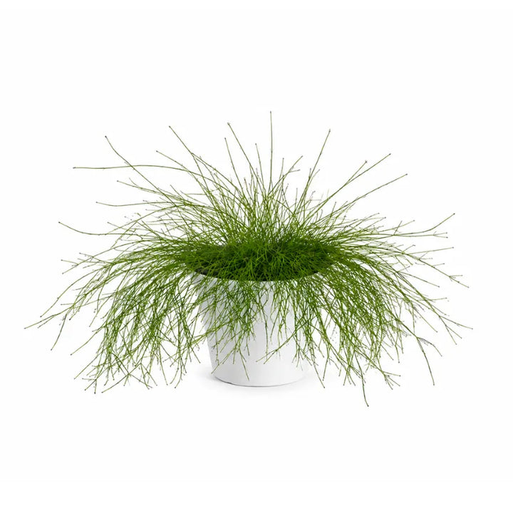 Russelia equisetiformis in vaso vivaistico con lunghi rami verdi sottili e portamento elegante e ricadente.