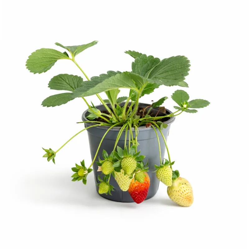 Pianta fragola - Pianta di fragola in vaso con frutti maturi e foglie verdi