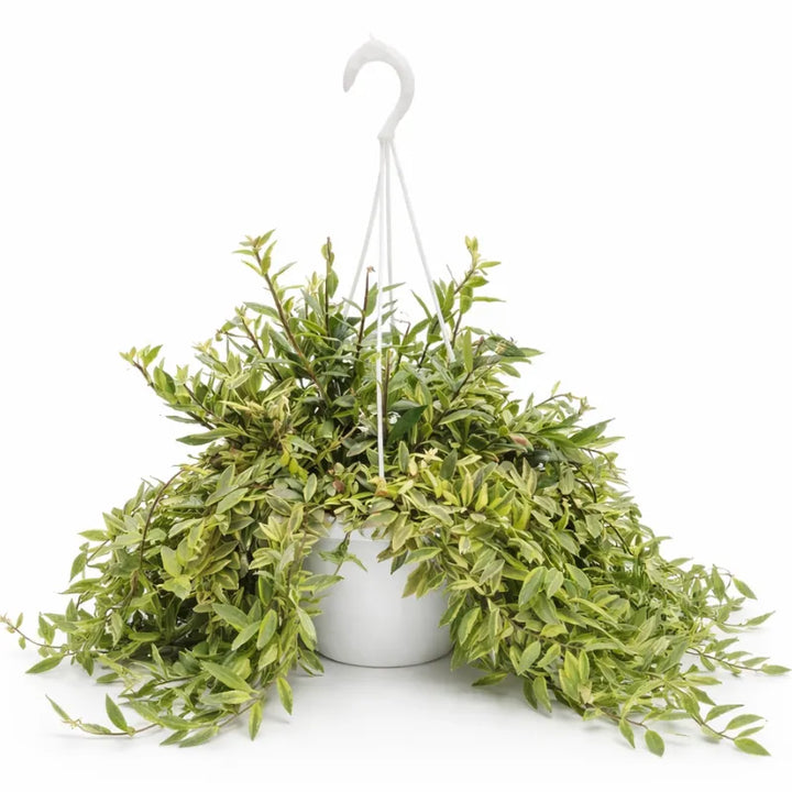 Pianta ricadente variegata in vaso sospeso su sfondo bianco, pianta verde ornamentale con foglie variegate