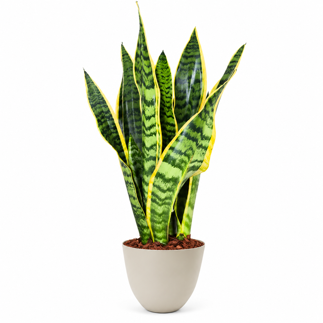 Sansevieria Laurentii H.40 cm