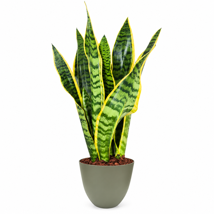 Sansevieria Laurentii H.40 cm