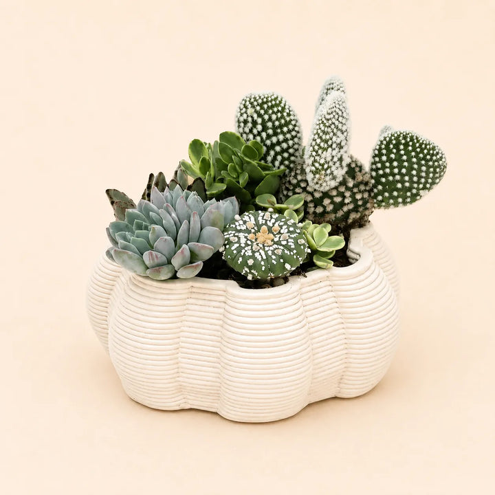Composizione di succulente e cactus Opuntia in vaso ceramica artigianale bianco dal design moderno per arredare ambienti interni luminosi.