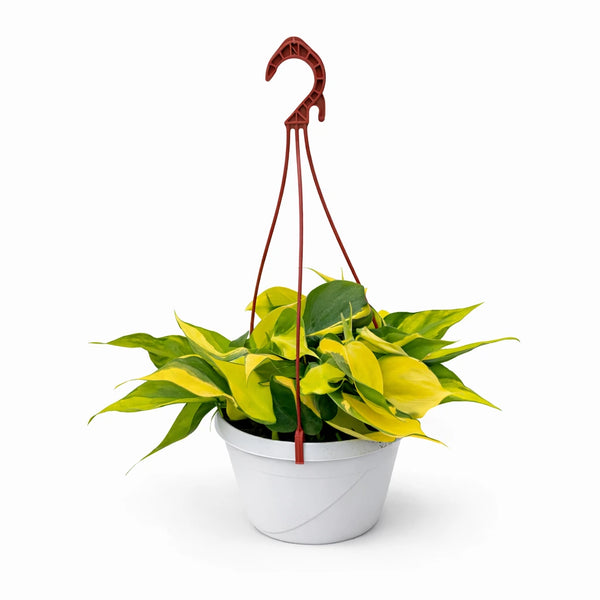 Philodendron Scandens Brasil Hanging Basket 20 cm