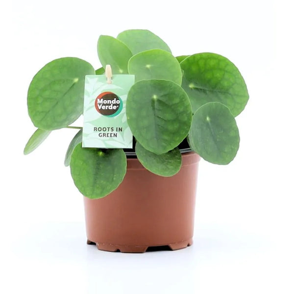 Pilea Peperomioides H. 20 cm