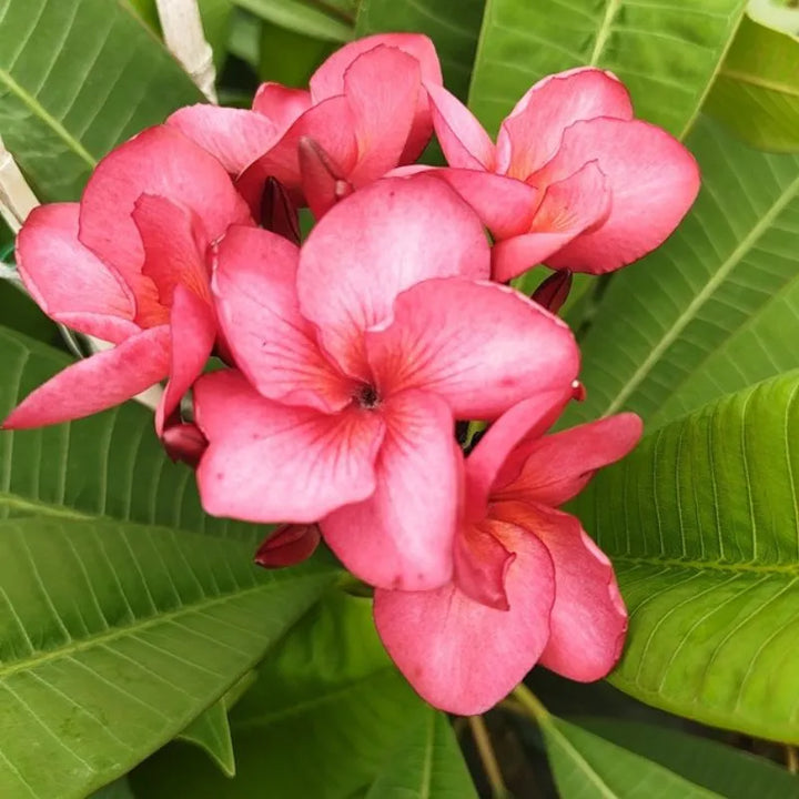 Dettaglio dei fiori della painta 