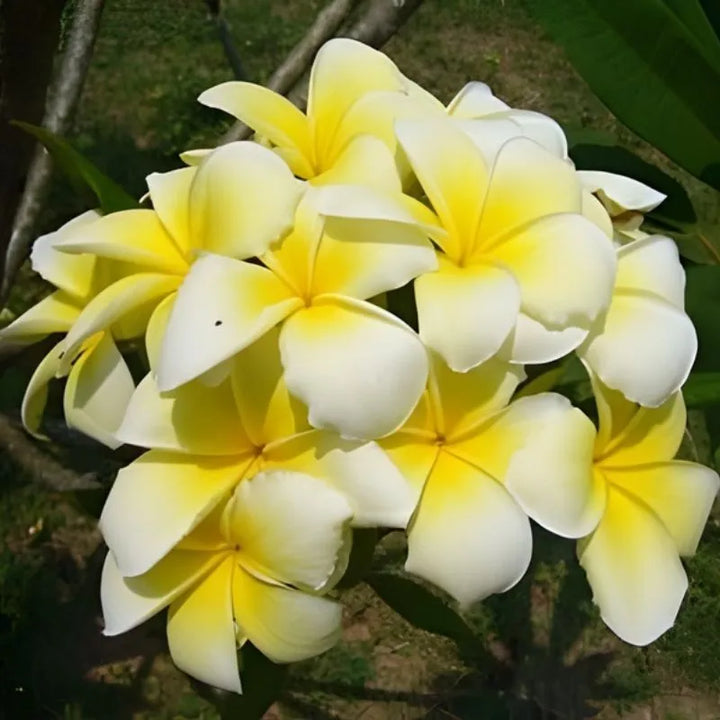Dettaglio dei fiori della painta 