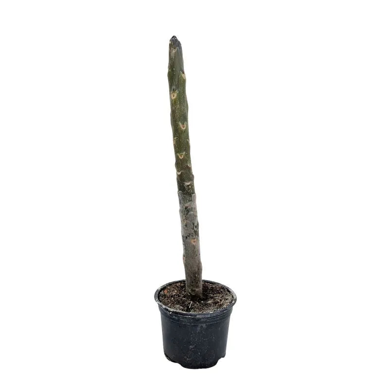 immagine mostra lo stelo della panta senza ne fiori ne foglie 