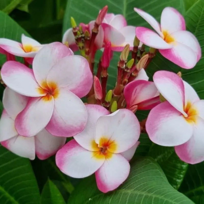Dettaglio dei fiori della painta 