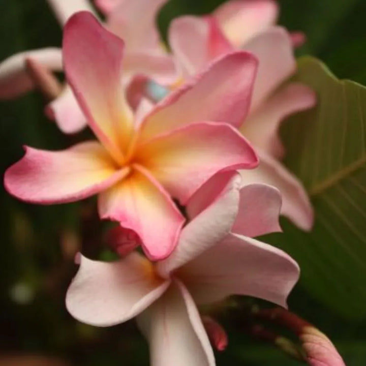 Dettaglio dei fiori della painta 