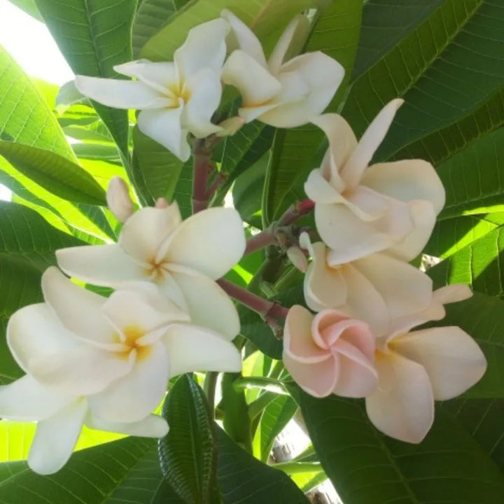Dettaglio dei fiori della painta 