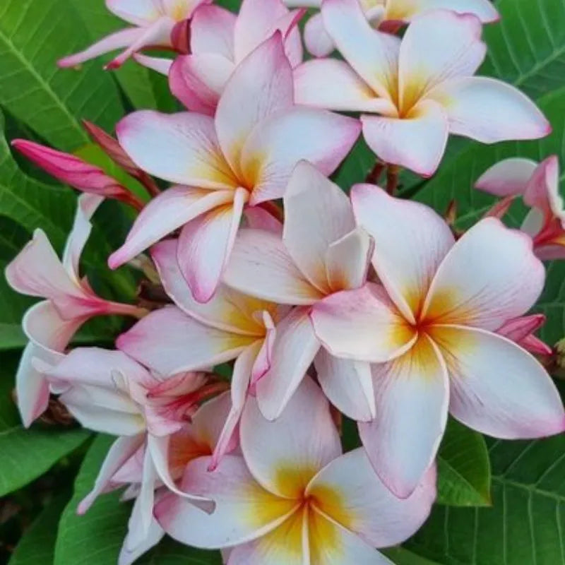 Dettaglio dei fiori della painta 