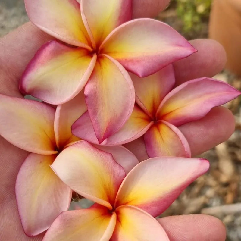 Dettaglio dei fiori della painta 