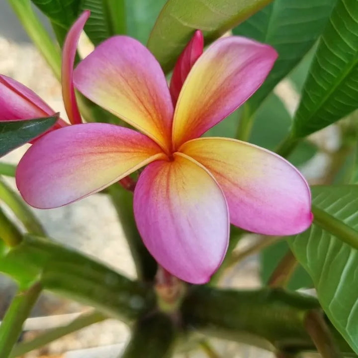 Dettaglio dei fiori della painta 