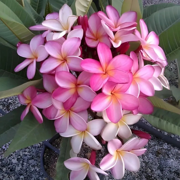 Dettaglio dei fiori della painta 