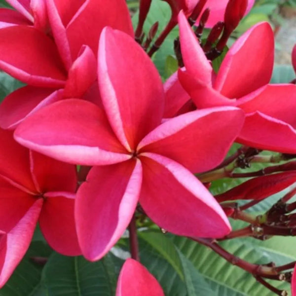 Plumeria Chompoo Yod Doi - Bouture simple