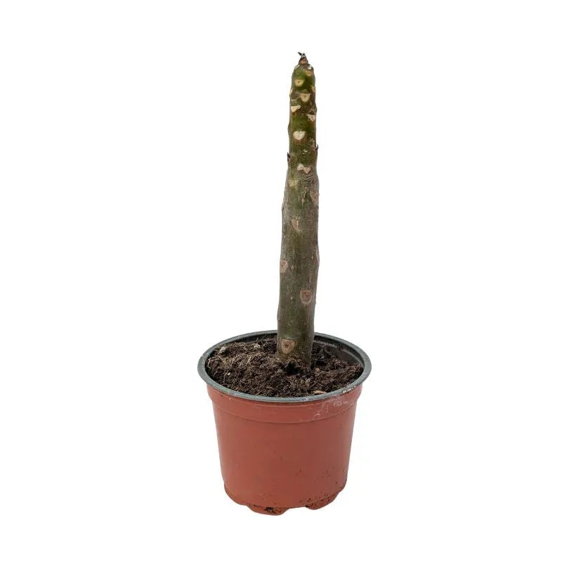 immagine mostra lo stelo della painta senza fiori e foglie 