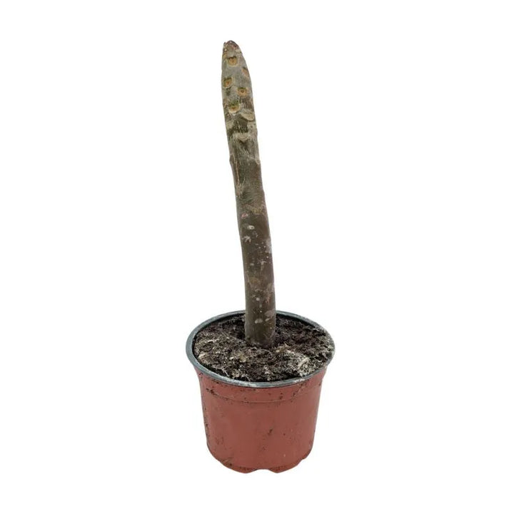 immagine mostra lo stelo della pianta senza foglie ne fiori 