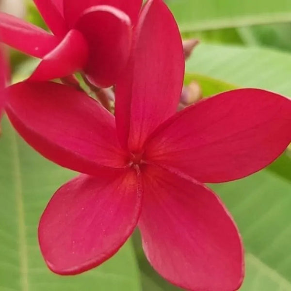 Plumeria Kongo - Einzelspitze