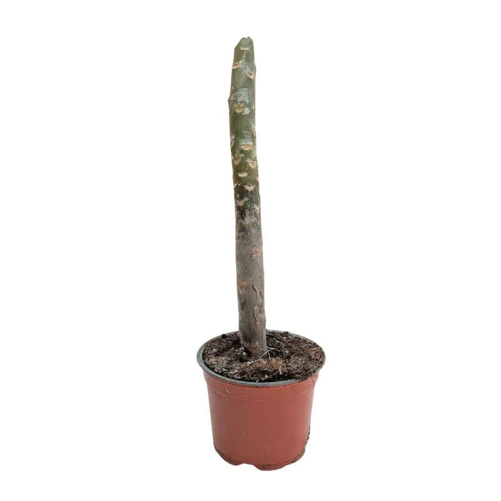 immagine mostra lo stelo della pianta senza foglie ne fiori 