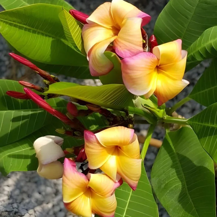 Dettaglio dei fiori della painta 