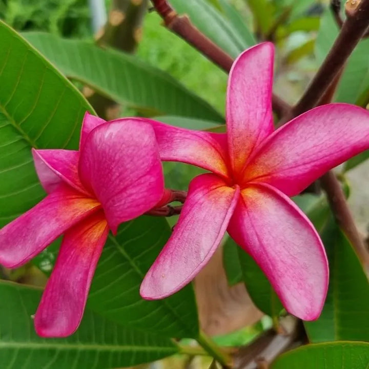 Dettaglio dei fiori della painta 