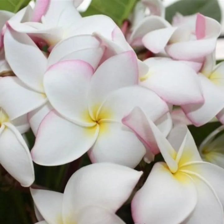 Dettaglio dei fiori della painta 